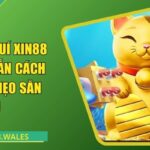 mèo phú quí Xin88